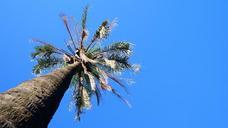 coconut-tree-tree-sky-blue-496852.jpg