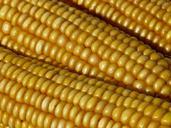 corn-corn-on-the-cob-corn-kernels-61771.jpg