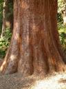 sequoia-tribe-bark-large-powerful-7466.jpg