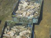 oysters-seafood-258278.jpg