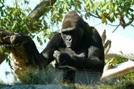 zoo-san-diego-animals-gorilla-77821.jpg