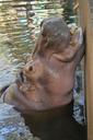 water-hippo-1275649.jpg