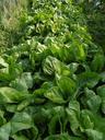 salad-garden-vegetables-green-983794.jpg