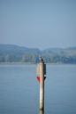 heron-bird-lake-constance-lake-view-473723.jpg