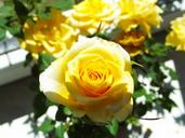 yellow-rose-flower-beauty-flowering-593054.jpg