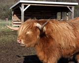 cow-cattle-highland-horns-scotland-455697.jpg