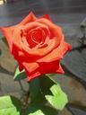 red-rose-flower-romance-love-756290.jpg