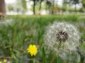 beijing-dandelion-life-seeds-1610418.jpg