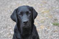 labrador-bitch-sitting-1369499.jpg