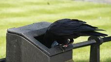 raven-blackbird-bird-litter-food-426587.jpg