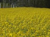 wildflowers-field-flowers-meadow-192265.jpg