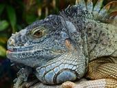 green-iguana-iguana-iguana-iguana-407063.jpg