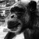 monkey-black-and-white-portrait-1016167.jpg