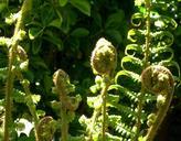 fern-leaf-fern-green-plant-forest-339922.jpg