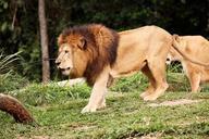 pair-of-lions-walking-wild-zoo-1200105.jpg