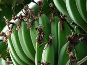 banana-bunch-bananas-shrub-green-64401.jpg