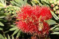 bee-bottle-brush-bush-california-1036060.jpg