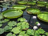 lily-pad-pond-kew-gardens-botanic-500600.jpg