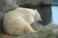 polar-bear-zoo-fur-sleep-animal-499784.jpg