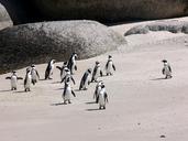 penguins-jackass-beach-sand-275966.jpg