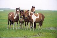 Band-of-horses.jpg