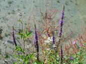 wildflowers-nature-summer-outdoor-1035456.jpg