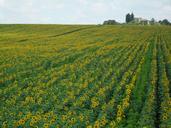 sunflowers-france-sunflower-nature-818913.jpg