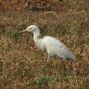 egret-india-wildlife-environment-271025.jpg