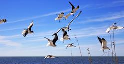 seagulls-flying-sky-waterfowl-1514839.jpg