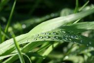 water-drops-sunlight-grass-sun-1005936.jpg