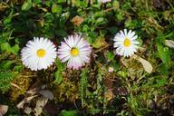 daisy-flower-blossom-bloom-white-324064.jpg