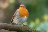 robin-erithacus-rubecula-bird-1149874.jpg