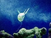 jellyfish-blue-aquarium-animal-167010.jpg