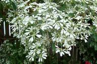 snowflake-snowflake-shrub-shrubs-73647.jpg