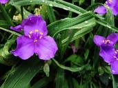 purple-flower-purple-flower-natural-1081651.jpg