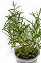 rosemary-herb-herbal-ingredient-1583261.jpg