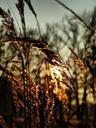 grass-sun-sunset-landscape-nature-506920.jpg