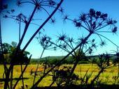 farm-silhouette-nature-agriculture-962783.jpg