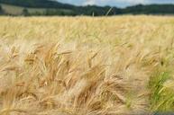 barley-cereal-agriculture-1479424.jpg