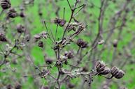 earth-wild-plant-dry-plant-627623.jpg