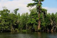 swamp-bayou-river-water-louisiana-170140.jpg