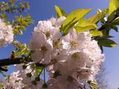 cherry-blossoms-hell-white-spring-243744.jpg