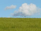 geese-migratory-birds-fly-57739.jpg