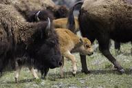 buffalo-bison-american-west-icon-1053365.jpg