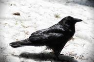 raven-bird-crow-snow-winter-black-242670.jpg