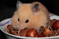 goldhamster-hamster-animal-nuts-943374.jpg