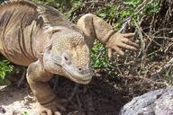 iguana-galapagos-exotic-nature-976883.jpg