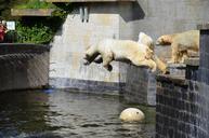 polar-bear-jump-pike-jump-water-359258.jpg