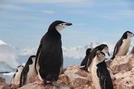 chinstrap-penguin-penguins-1149258.jpg