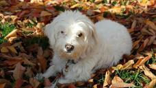 animals-animal-dogs-white-pet-200397.jpg